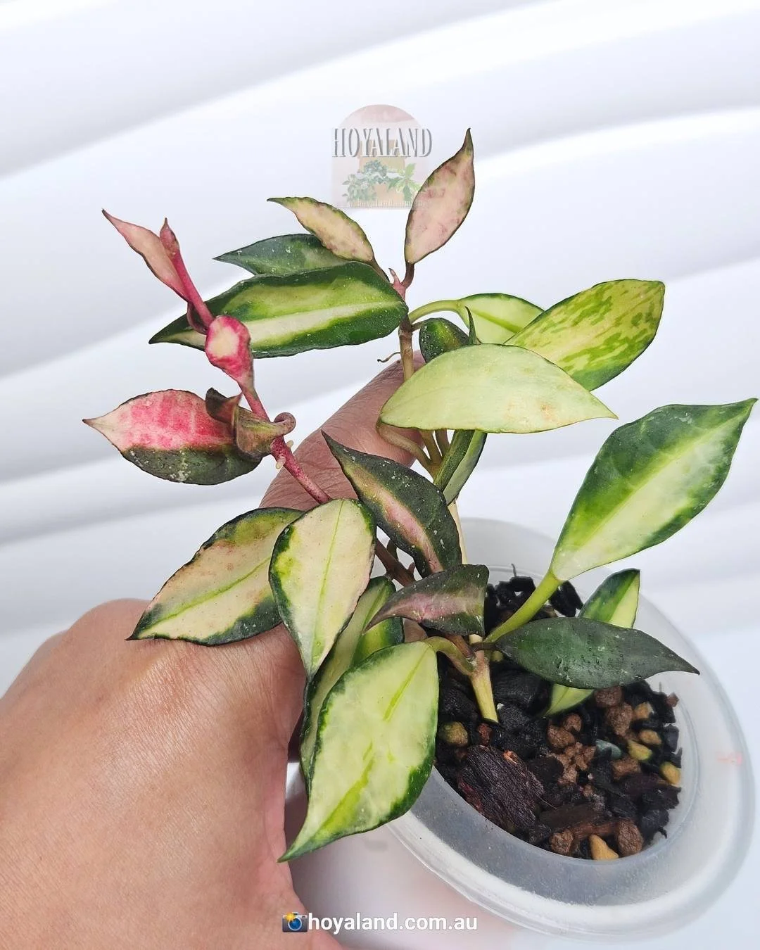 夏セール ホヤ マチルダ 内斑 Hoya mathilde variegata 夏セール ホヤ マチルダ 内斑 Hoya mathilde variegata Hoya